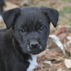 Thumbnail photo of Winston~adopted! #2