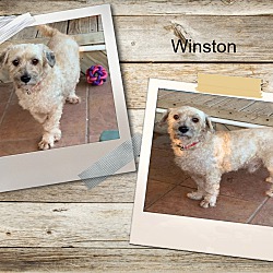 Thumbnail photo of Adopted!! Winston - S. TX #2