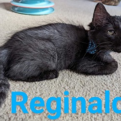 Photo of Reginald
