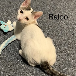 Thumbnail photo of Baloo #3