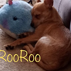 Photo of RooRoo