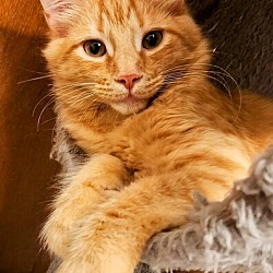 Photo of Garfield (Ginger Kittens)