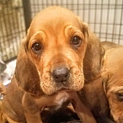 Thumbnail photo of Bloodhound pups! *ADOPTED!* #1