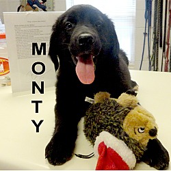 Thumbnail photo of Monty #3