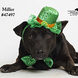 Thumbnail photo of Miller  (Foster Care) #1