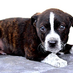 Thumbnail photo of Pico~adopted! #2