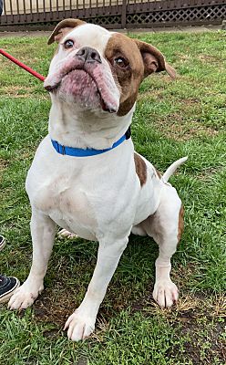 Cincinnati, OH - American Bulldog. Meet Mojo a Pet for Adoption ...