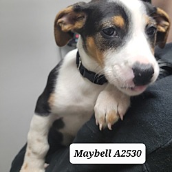 Photo of Maybell aka Lacy A2530