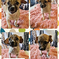 Photo of Brulee