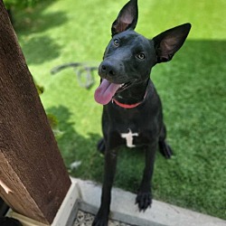 Photo of Mocha