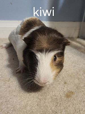 Kiwi hotsell guinea pigs