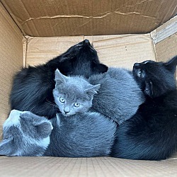 Photo of We Have Kittens