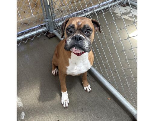 Delaware, OH - Boxer. Meet Amber a Pet for Adoption - AdoptaPet.com