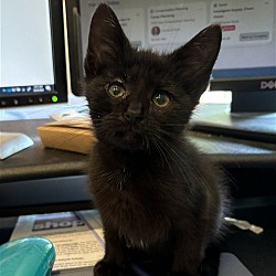 Photo of Kitten Imogene