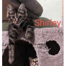 Thumbnail photo of Shirley #1