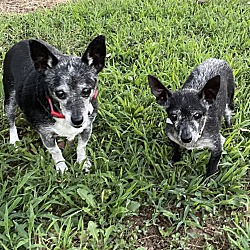 bonded pet photo