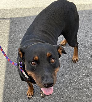 dog ear infection medicine petsmart