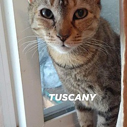 Thumbnail photo of Tuscany #1