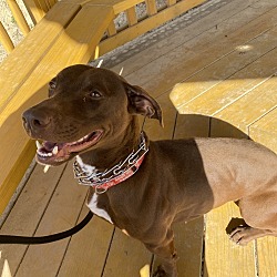 Photo of Rosalynda- Longest Canine Resident