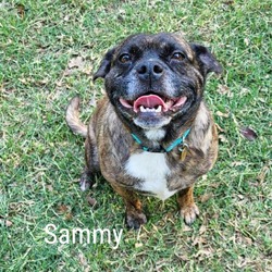 Thumbnail photo of Sammy #3