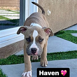 Thumbnail photo of Haven #1