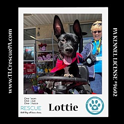 Thumbnail photo of Lottie (Outlander Pups)  020324 #4