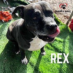 Photo of Rex (Courtesy Post)