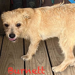 Thumbnail photo of Burnett #1