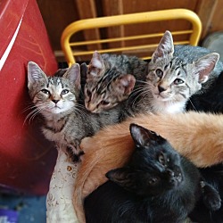 Thumbnail photo of 7 Kittens #3