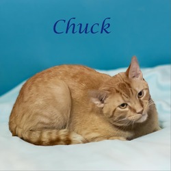 Thumbnail photo of Chuck C24-164 #4