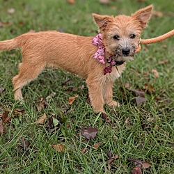 Thumbnail photo of Stevie (Terrier mix) #2