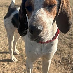 bonded pet photo