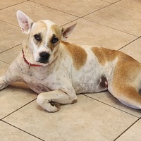 adopt-pet