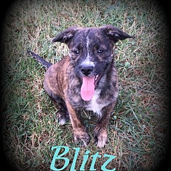 Thumbnail photo of Blitz #1