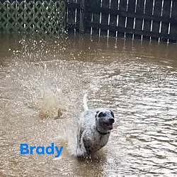 Thumbnail photo of Brady #2