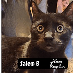 Photo of Salem B