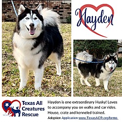 Photo of Hayden