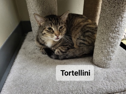 Photo of Tortellini