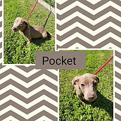 Thumbnail photo of Pocket #2