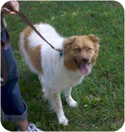 Delaware, OH - Australian Shepherd. Meet Sadie a Dog for Adoption.