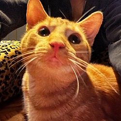 Photo of Oscar