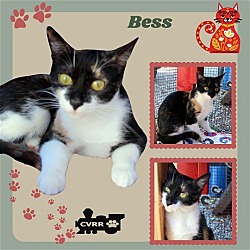 Photo of Bess (Cat)