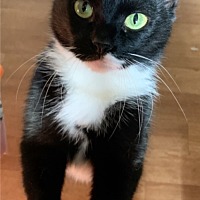 adopt a pet