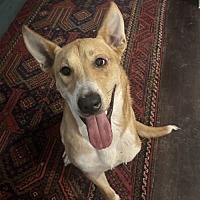 adopt a pet