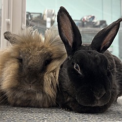 bonded pet photo