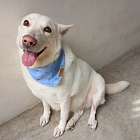 adopt a pet