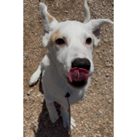 adopt-pet