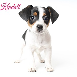 Thumbnail photo of Kendall - Adoption Pending #3