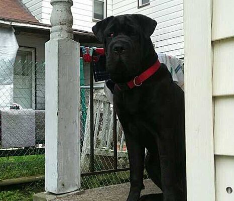 Washington Pa Cane Corso Meet Bella A Pet For Adoption