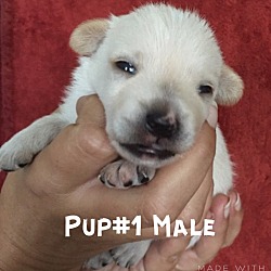 Thumbnail photo of Pup # 1 #2